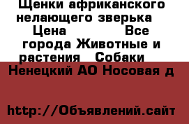 Щенки африканского нелающего зверька  › Цена ­ 35 000 - Все города Животные и растения » Собаки   . Ненецкий АО,Носовая д.